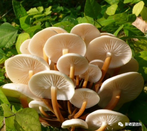 适当的补硒有哪些食物