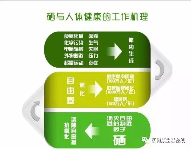 什么食疗是补硒的最好