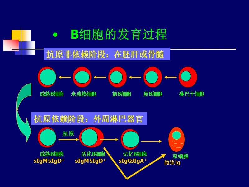 胎儿补智力用锌还是硒