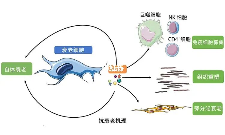 补硒对疾病的具体作用