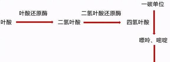 中老年需要补叶酸和硒