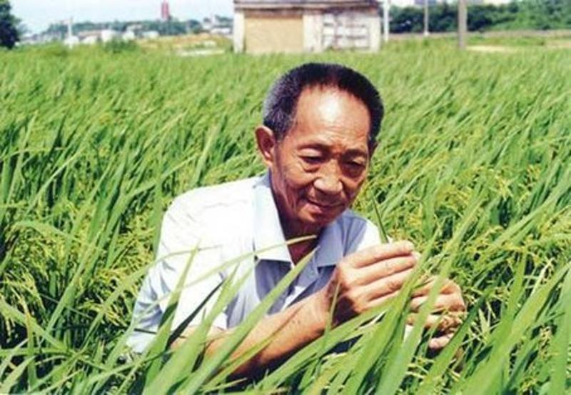 在水稻上怎样补硒增产