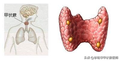 预防痛风你试过补硒吗