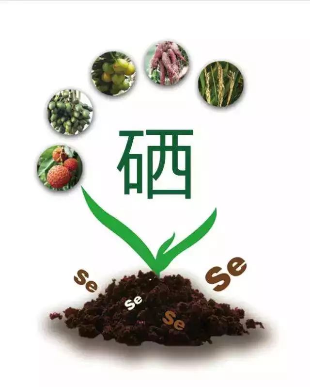 大量补硒有毒付作用吗