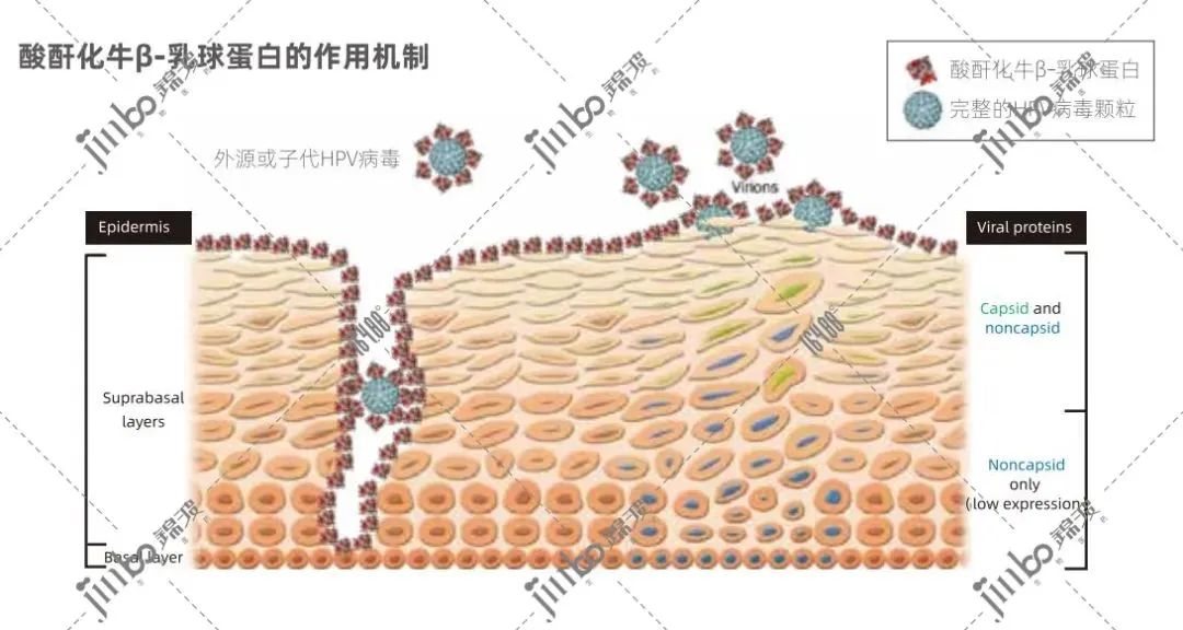 治疗hpv补硒有用吗