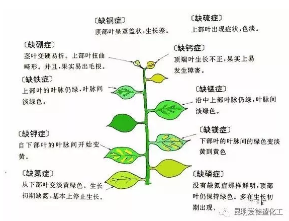 缺硒前期可以过量补吗
