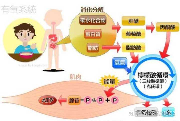 心衰的病人需要补硒吗