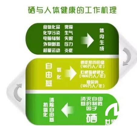 富硒康的功效与作用