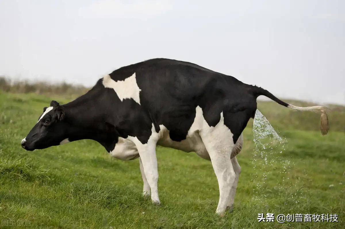 新生犊牛用补硒补铁吗