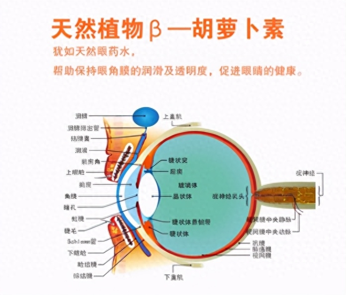 补多少硒防白内障最好