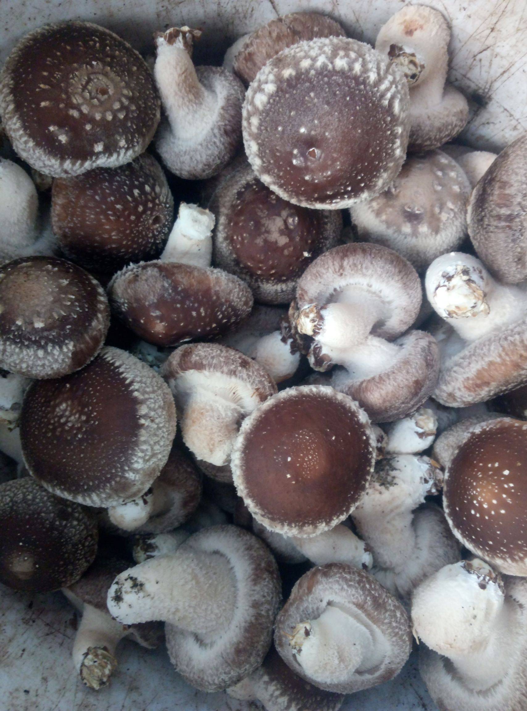 补硒买哪种含量的碳水