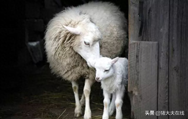 补硒会造成口腔溃疡吗
