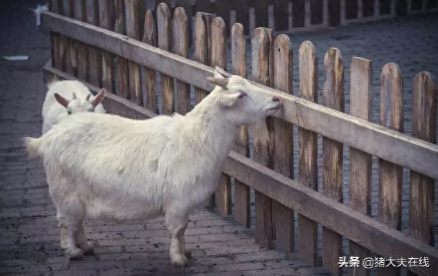 补硒会造成口腔溃疡吗