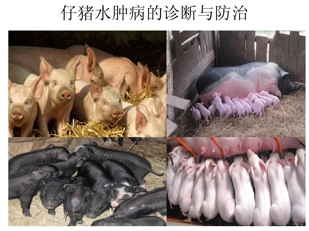 新生仔猪怎么打补硒针
