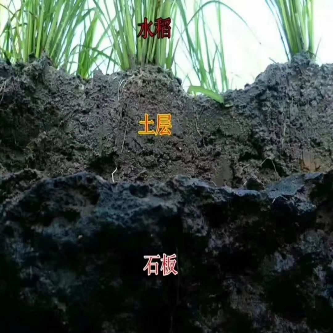 富硒大米特点