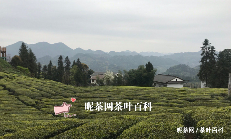 富硒茶 仙毫