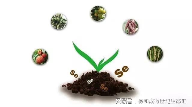 富硒营养大米