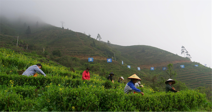 石台县富硒茶