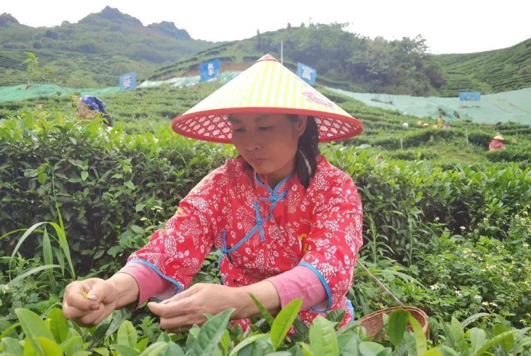 石台县富硒茶