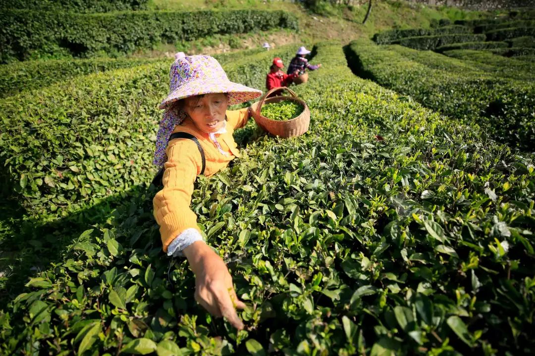恩施富硒贡茶
