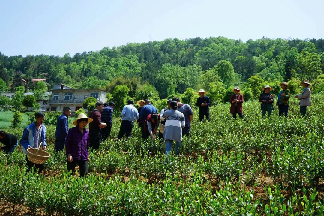 恩施富硒贡茶