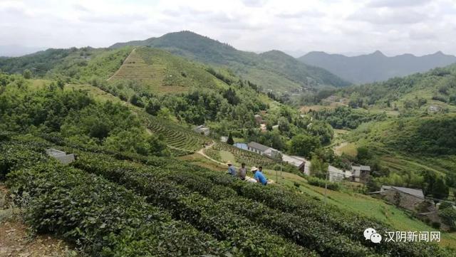 南宫山富硒茶