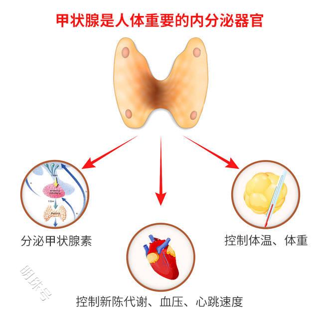 甲亢补什么硒