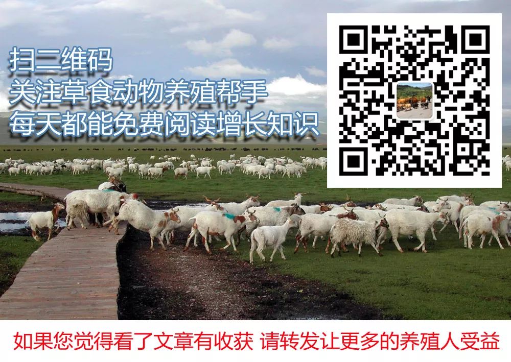 牛犊怎样补硒