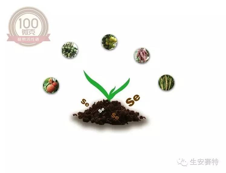 富硒米补硒吗