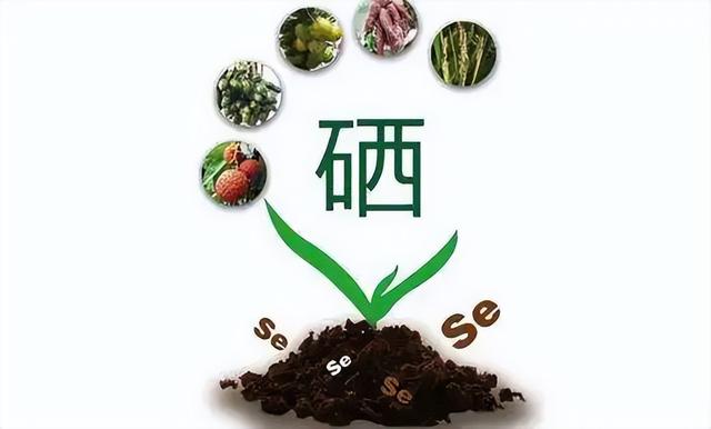 科学补硒提示