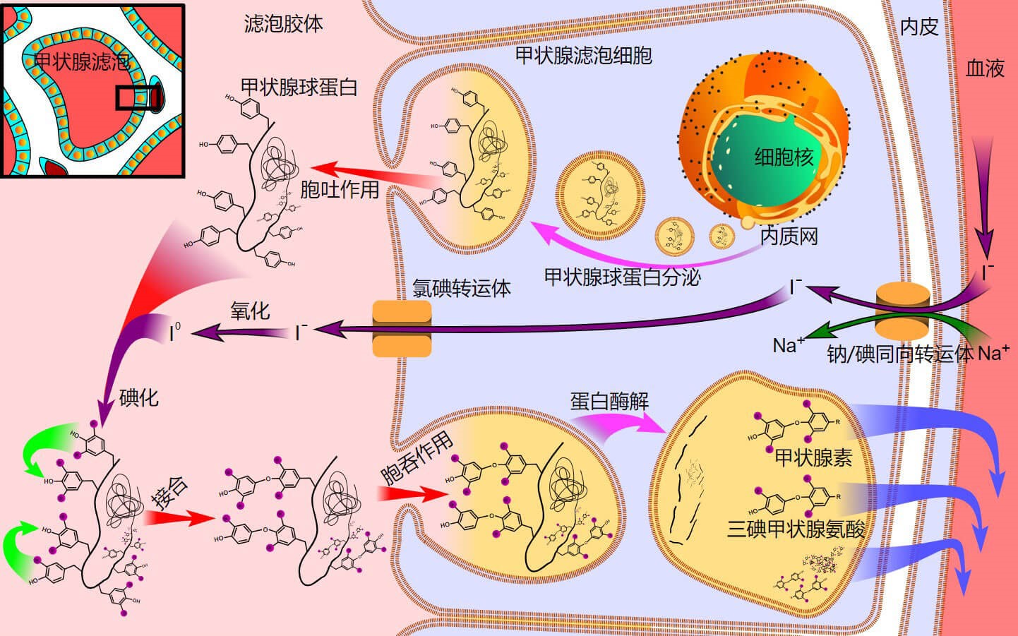 补硒食物桥本