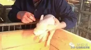仔猪补几次硒