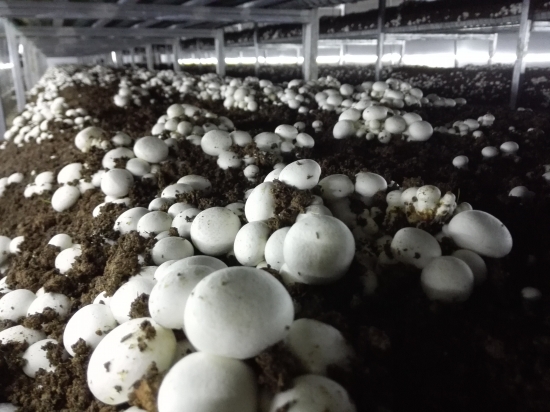 秋季补硒好吗
