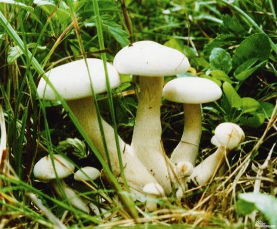 秋季补硒好吗