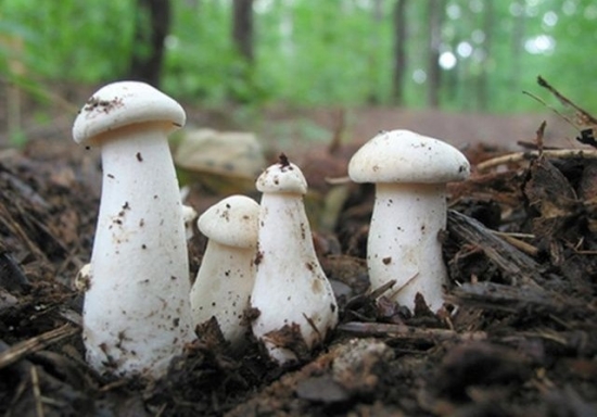 秋季补硒好吗