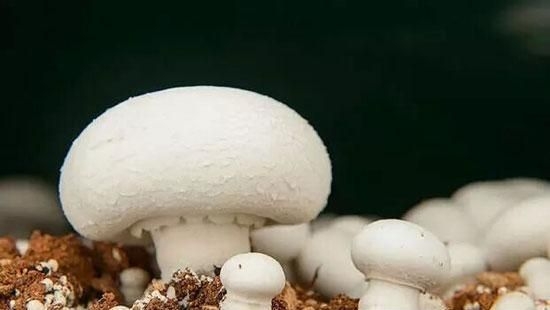 秋季补硒好吗
