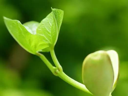 什么泡茶补硒