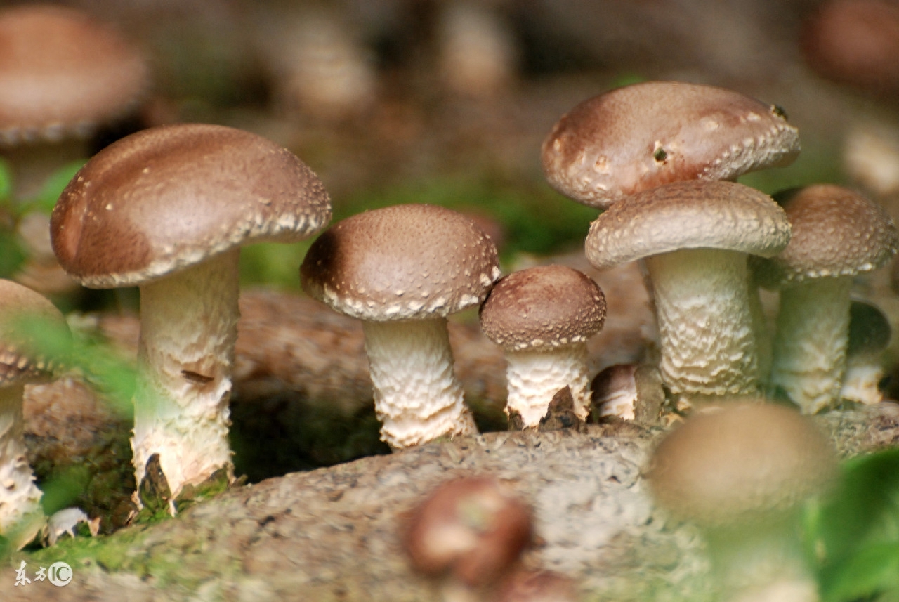 胃癌切除补硒