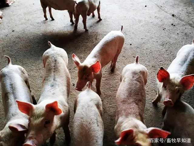 仔猪补硒方法