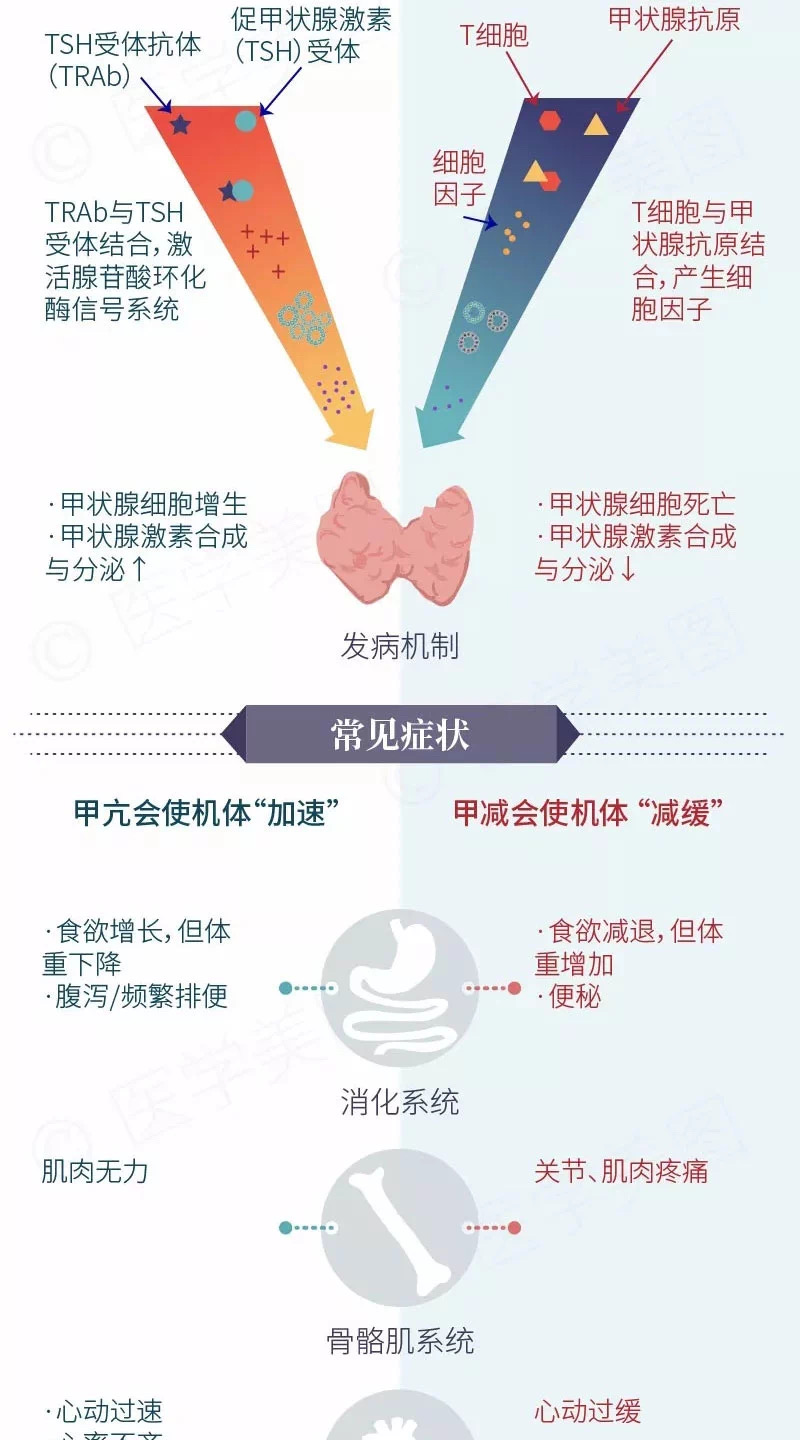 孕妇桥本补硒