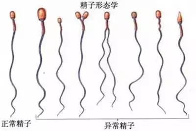 补硒治疗ED