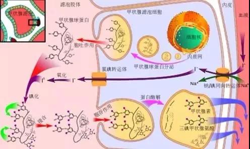 甲状腺疾病高发，到底该如何防治？这次专家终于讲清楚了……