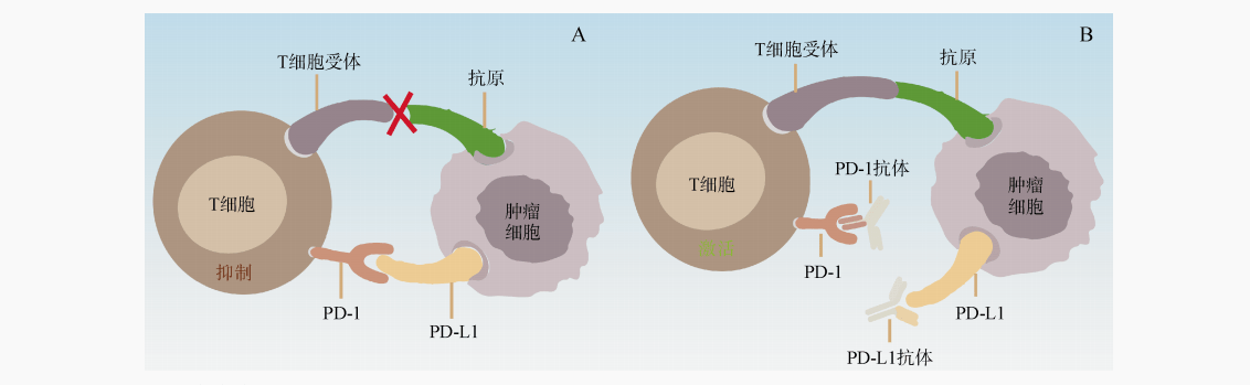 补硒胶囊作用