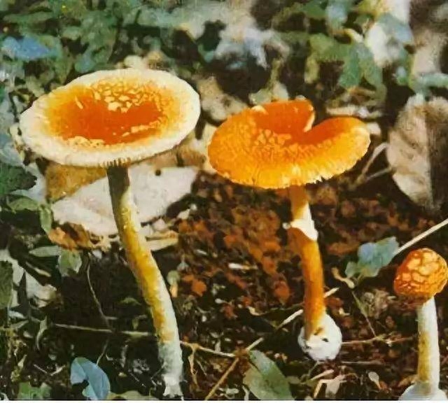 药用补锌补硒