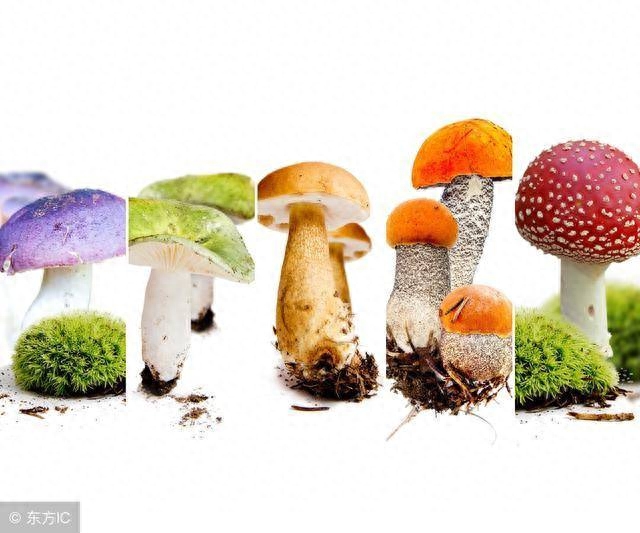药用补锌补硒