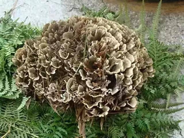 药用补锌补硒