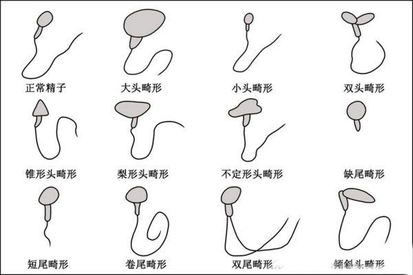 弱精补锌补硒