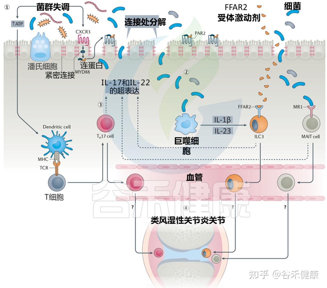 羔羊补硒的药