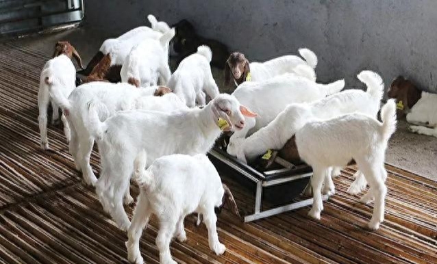 圈养母羊补硒