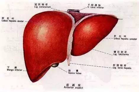补硒后红色尿